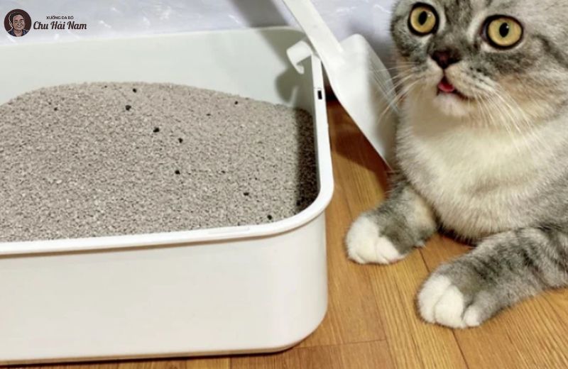 Cát mèo giúp hút ẩm mạnh, giảm mùi hiệu quả.